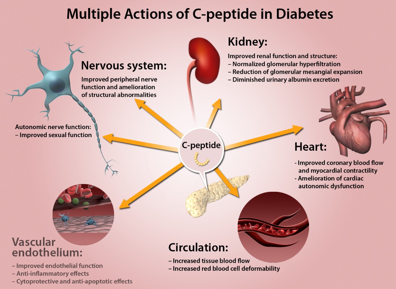 C-peptide